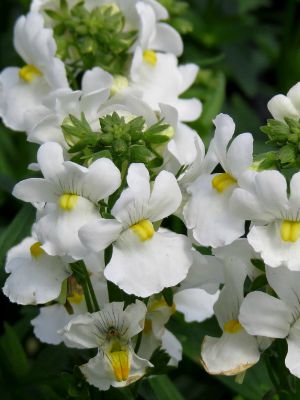 Nemesia White: Landcraft Environments