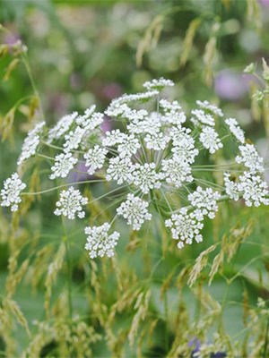 AMMI majus White Lace Flower