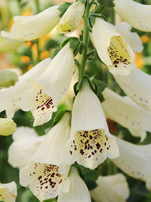 DIGITALIS Dalmatian Creme