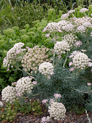 SESELI gummiferum Moon Carrot