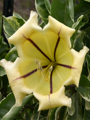 SOLANDRA maxima Variegata