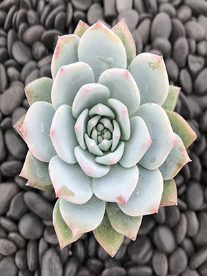 ECHEVERIA Blue Bird