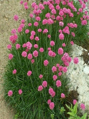 ARMERIA maritima Sweet Dreams