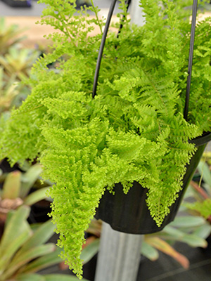 NEPHROLEPIS exaltata Cotton Candy