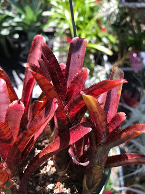 NEOREGELIA punctatissima Rubra