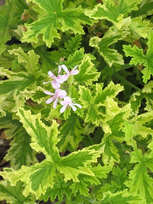 PELARGONIUM graveolens Charity