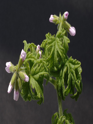 PELARGONIUM graveolens Colocho