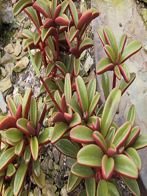 PEPEROMIA graveolens Ruby Glow