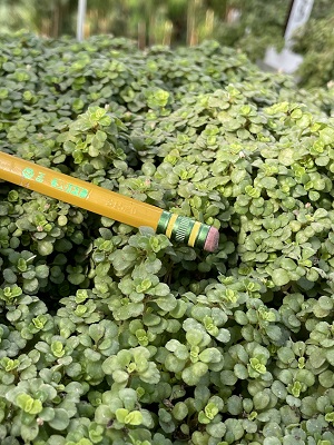 PILEA depressa Tiny Tears