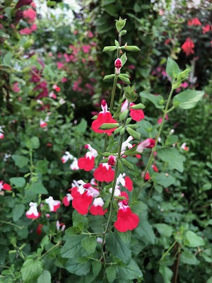 SALVIA Hot Lips