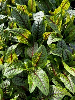 RUMEX Red Veined Sorrel