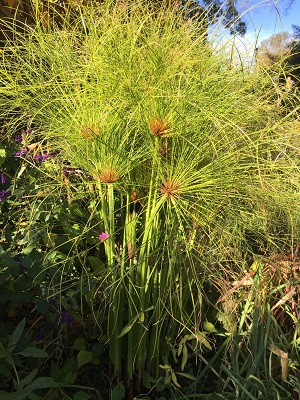 CYPERUS  Dwarf Papyrus