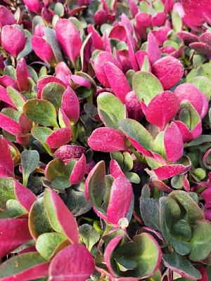 Crassula Red Luna: Landcraft Environments