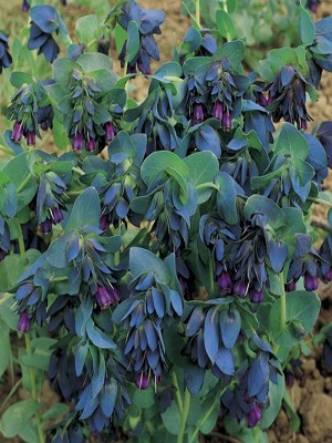 CERINTHE major