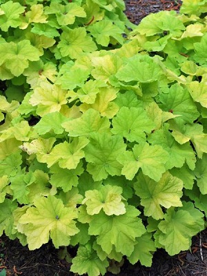 HEUCHERA Citronelle