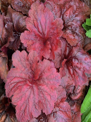 HEUCHERA Fire Alarm