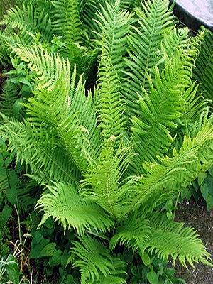 MATTEUCCIA Ostrich Fern