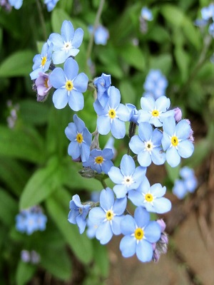 MYOSOTIS Mon Amie Blue