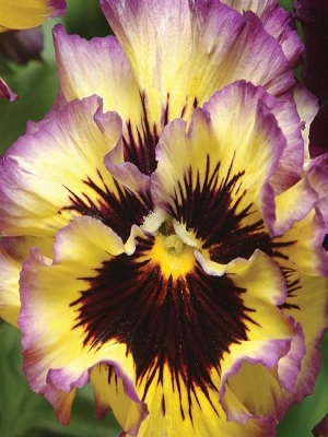 PANSY Frizzle Sizzle Yellow Blue Swirl