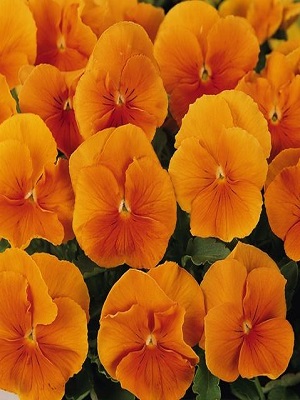 PANSY Spring Matrix Orange