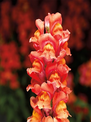 SNAPDRAGON Snaptastic Orange Flame