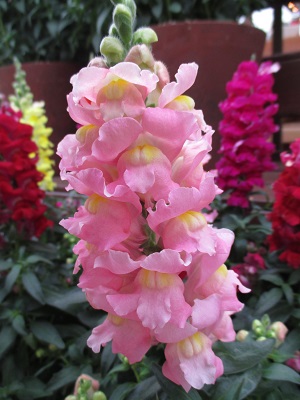 SNAPDRAGON Snaptastic Pink