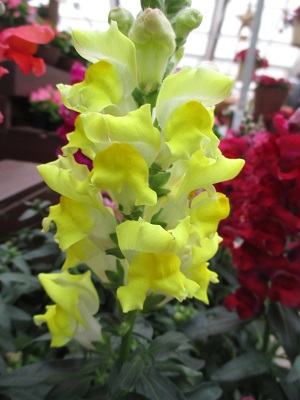 SNAPDRAGON Snaptastic Yellow