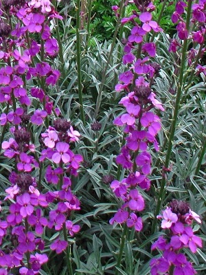 Erysimum Bowles Me Away: Landcraft Environments