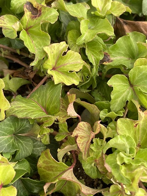 HEDERA helix Colocho