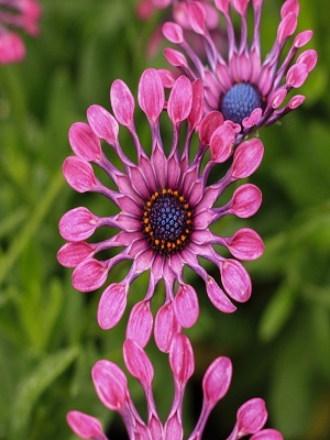 OSTEOSPERMUM Flower Power™ Spider Pink: Landcraft Environments