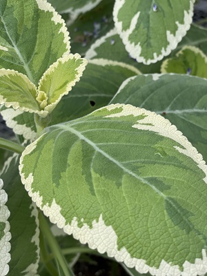 PLECTRANTHUS White Rhino