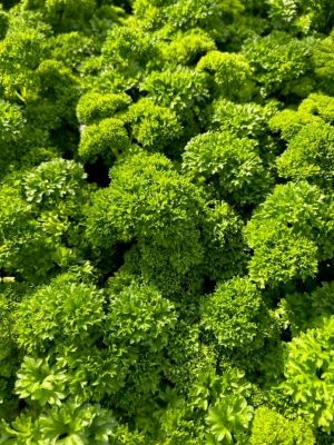 PARSLEY Darki