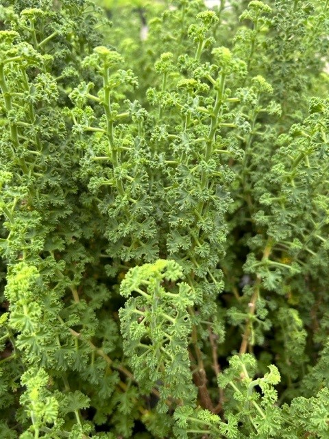 PELARGONIUM Crispum minimum Lemon