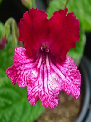 STREPTOCARPUS Red Bicolor/Strawberry Ice: Landcraft Environments