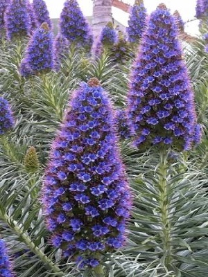 ECHIUM fastuosum Star of Madeira