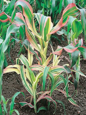 CORN Ornamental Pink Zebra