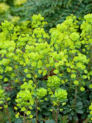 EUPHORBIA amagloydies Robbiae