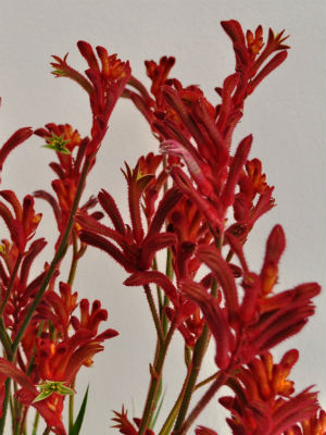 ANIGOZANTHOS Kanga Cherry