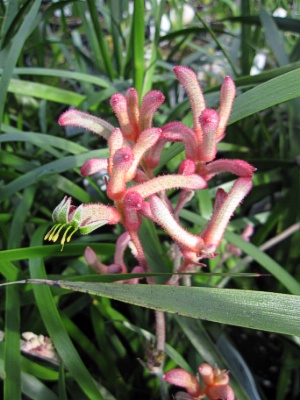 ANIGOZANTHOS Kanga Pink