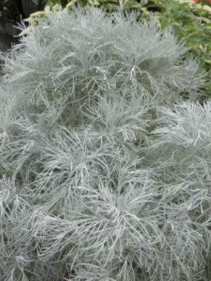 ARTEMESIA mauiensis Maui Wormwood