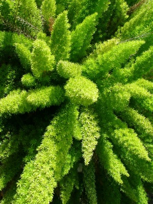 ASPARAGUS densiflorus 'Meyersii' Foxtail Fern