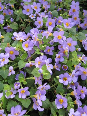 BACOPA Blue