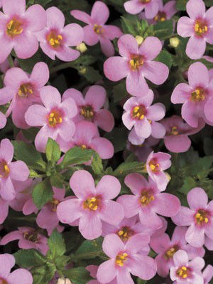 BACOPA Pink