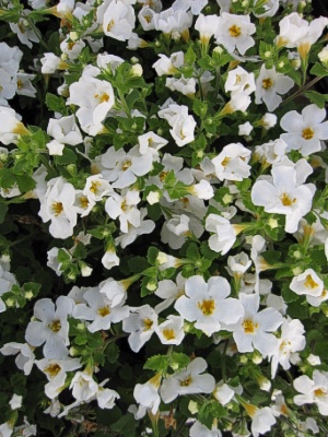 BACOPA White