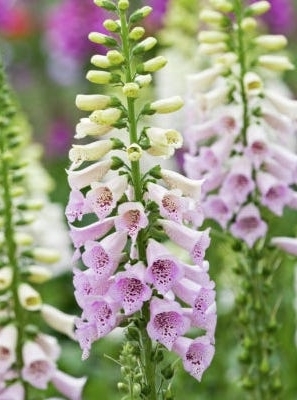 DIGITALIS purpurea Camelot Lavender