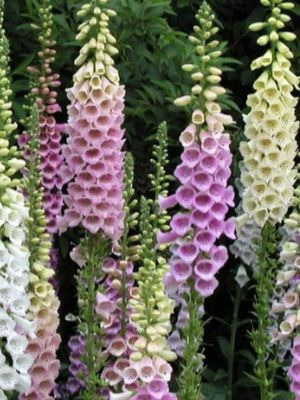 DIGITALIS purpurea Excelsior