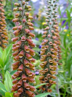 DIGITALIS parviflora Milk Chocolate