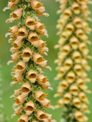 DIGITALIS sp. ferruginea 