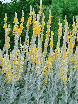 VERBASCUM bombyciferum Arctic Summer