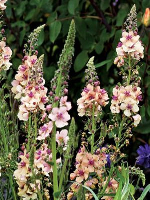 VERBASCUM Southern Charm